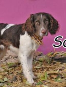 Achtung! Hier kommt SONYA❤️ - Essingen (Rheinland-Pfalz)