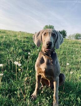 Füge, bildhübscher Weimaraner - Remagen