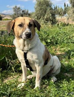 Phoebe sucht ihr Glück! - Krefeld