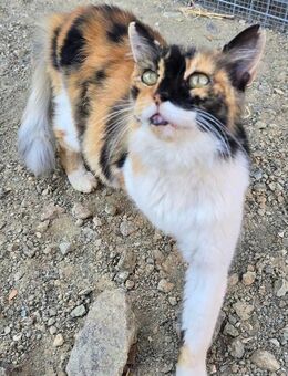 Montana geht mit dir durch Dick und Dünn - Kirchheim (München)