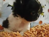 Kleines Chimädchen 1 Jahr Langhaar schwarz/weiß gescheckt - München Moosach