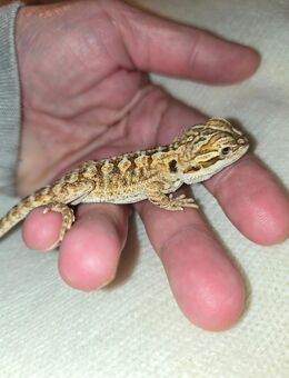 Junge Bartagame - Brandenburg (Havel)