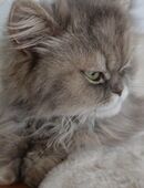 Gepflegte Perser Katze Mädchen abholbereit in 8262