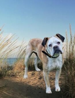 Mino sucht eine Heimat.Gnadenadoption - Berlin