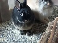 Zwergkaninchen Pärchen - Erwitte
