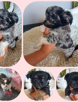 Langhaar Chihuahua Welpen aus Seriöser Aufzucht Merle tricolor black&tan - Selfkant