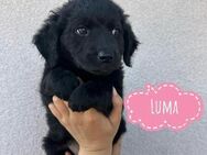 Luma ein winziges Engelchen - Flörsheim-Dalsheim