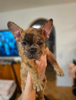Französische Bulldogge Welpen nur Rüden - Ihringen