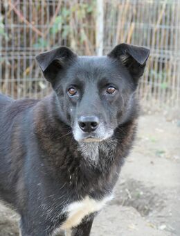 Lieber Coraj sucht seine Menschen - Kallmünz