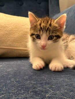 Katzen Kitten Junge ab Mitte September abzugeben - Naunhof