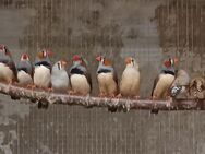 junge Zebrafinken Diamanttäubchen Diamanttauben japanische Möwchen Kanarienvögel Vögel Vogel Kanarien Japan japanisch Mövchen - Neustadt (Sachsen) Hohwald