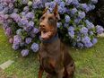 Wunderschöner, reinrassiger total lieber Dobermann Rüde braun, unkastriert in 46354