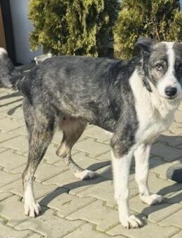 Molly sucht liebevolles Zuhause - Laufen