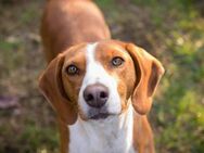 kinderlieber Beaglemix Pauline! - Duisburg