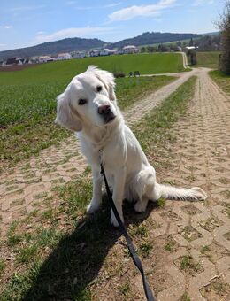Liebevoller Golden Retriever Rüde sucht ein neues Zuhause - Thalmässing