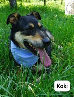 Koki Glück kann so einfach sein! - Kissing