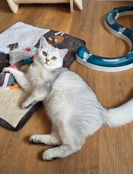 Bkh Kater mit Stammbaum abzugeben - Bayreuth