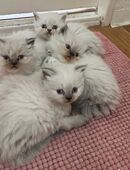 Ragdoll Katze (Kittens) in 13589