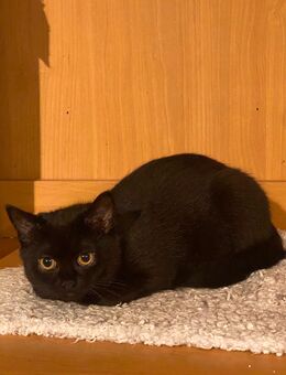 Britische Kater - Eppingen