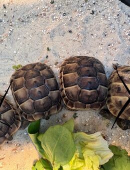 Maurische Landschildkröten - Schönebeck (Elbe)