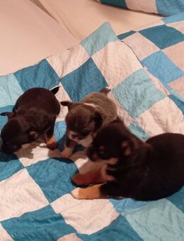 Chihuahua Welpen Zuckersüß reinrassig - Gerbstedt