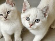 Britisch Kurzhaar kitten bkh - Sulzbach (Taunus)