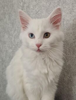 Main Coon Mädchen - Zülpich Zentrum