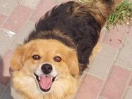 Leni, Traummädchen sucht dringend Zuhaus - Köln