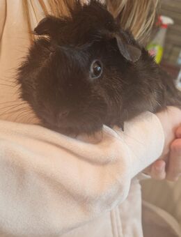 Weibchen meerschweinchen - Mönchengladbach