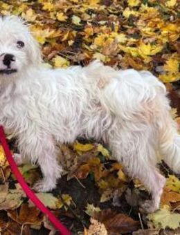 Rosa - verschmust und kinderlieb - Westerholt