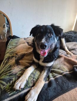 Unser großer Mischlingswelpe Tyson 55 cm groß, ca 9 Monate alt , sehr menschenbezogen , freundlich - Angern