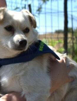 Caramel; liebevolles Kurzbeinchen - Geilenkirchen