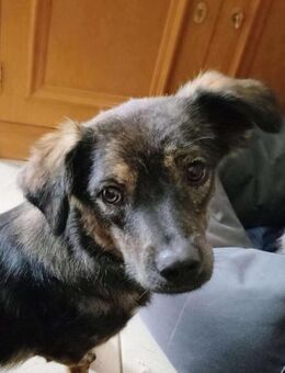 Otto von kettenlos - Bollingstedt