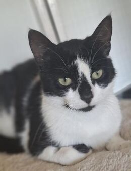 Patty sucht ein liebevolles Zuhause - Hürth