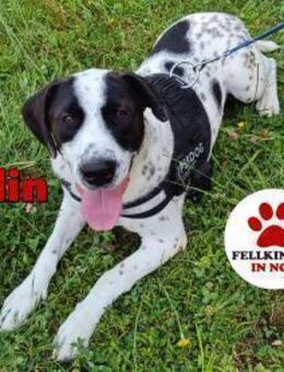 lieber Pointer Merlin sucht Zuhause - Margetshöchheim