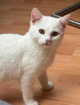 Unser letzter Türkischer Van-BKH Kitten - Menden (Sauerland)