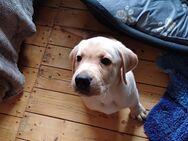 Labrador Welpe 1 Blonder Rüde sucht noch ein neues Zuhause auf Lebenszeit - Castrop-Rauxel