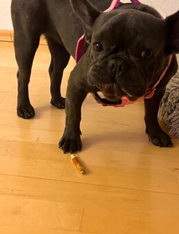 Französische Bulldogge - Nideggen