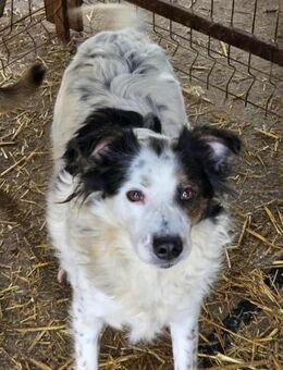 Wunderhübsche Dotty braucht ein Zuhause - Düsseldorf