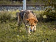 MUFFIN - mein Start ins Familienleben - Overath