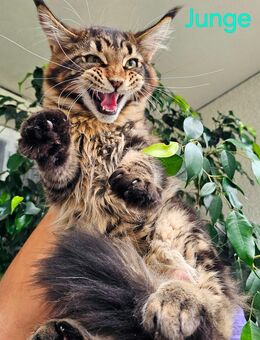 Maine Coon Kitten Kätzchen Babys - München