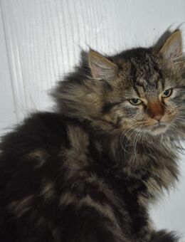 Katzenkinder suchen ihr für immer Zuhause - Hohenstadt