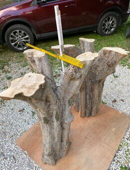 Olivenholz Baumstämme, 3 armig - Feldafing