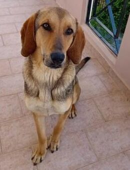 GOOFY - der hübsche Rüde sucht sein Heim - Aerzen