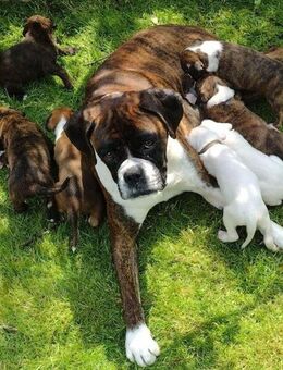Reinrassige Boxer Welpen - Essen
