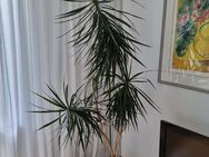 Drachenbaum -Dracaena marginata - Dreieich