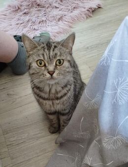 2 BKH Katzen suchen neues Zuhause - Schweinfurt