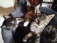 Kitten Katzenbabys abzugeben bei Koblenz - Kobern-Gondorf