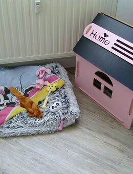 Suche kleinen Chihuahua - Müglitztal