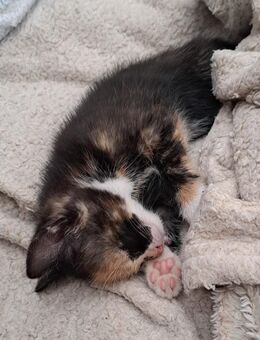 Kleine Kätzchen und Kater - Schorfheide